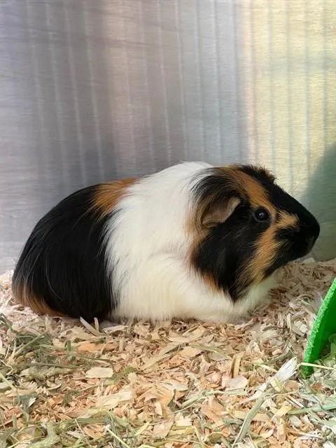 Peanut