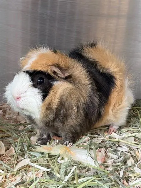 Pickle