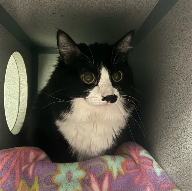 Adoptable Cat