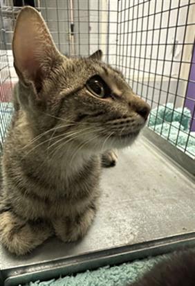 Adoptable Cat