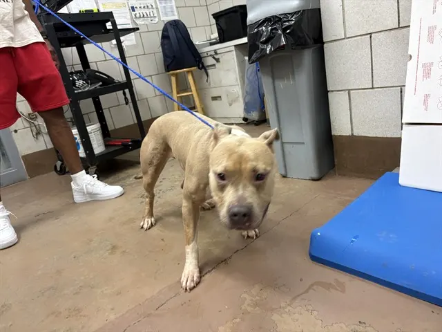 Adoptable Dog