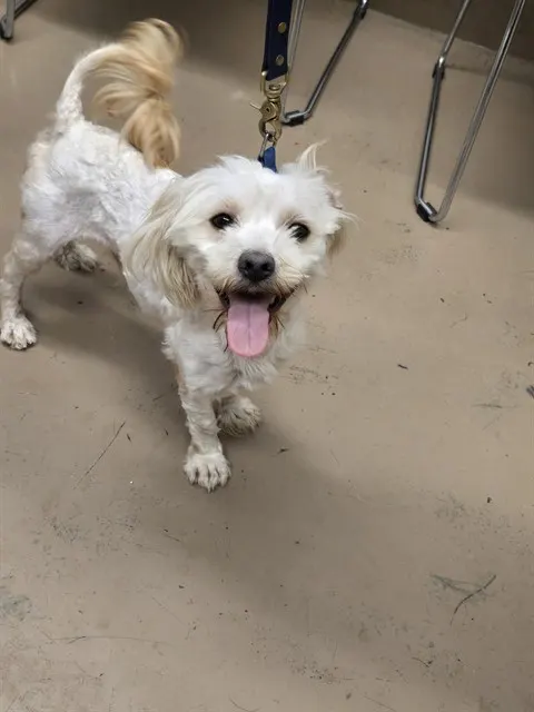 Adoptable Dog