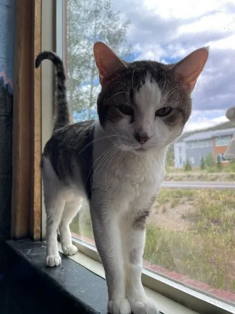 Arlo