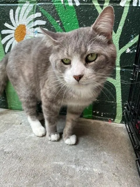 Oscar