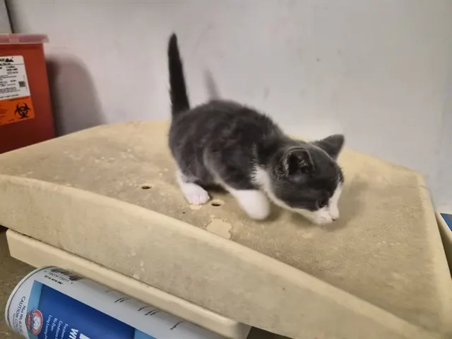 Adoptable Cat