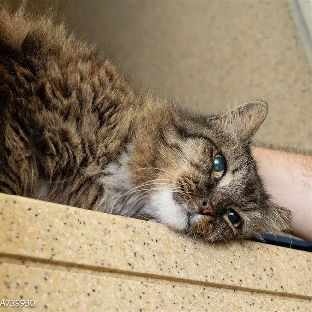 Adoptable Cat