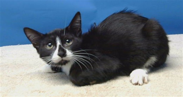 Adoptable Cat