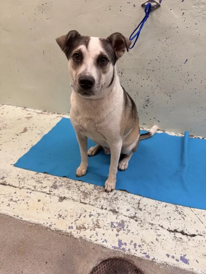 Adoptable Dog