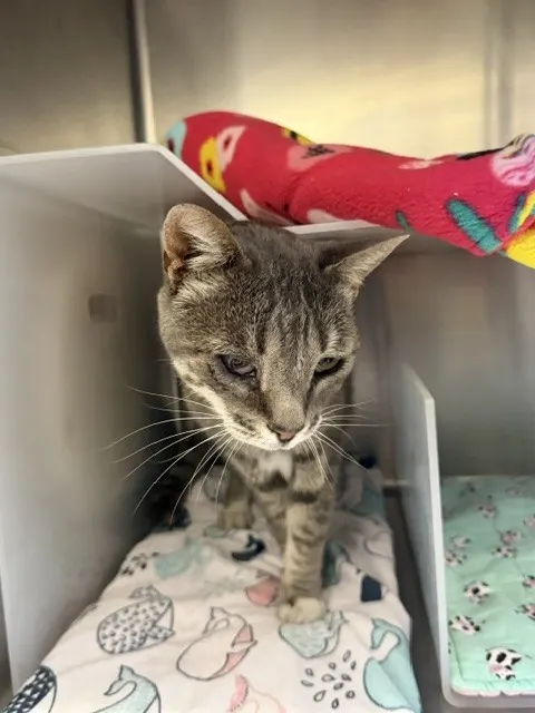 Adoptable Cat