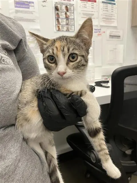 Adoptable Cat
