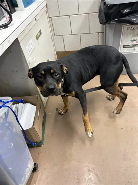 Adoptable Dog