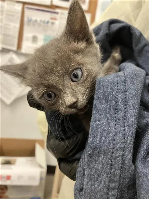 Adoptable Cat