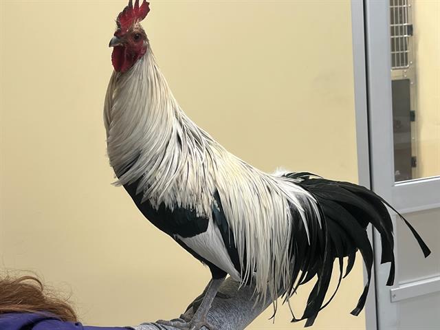 Super Banana