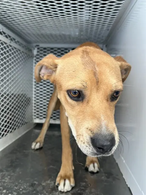 Adoptable Dog
