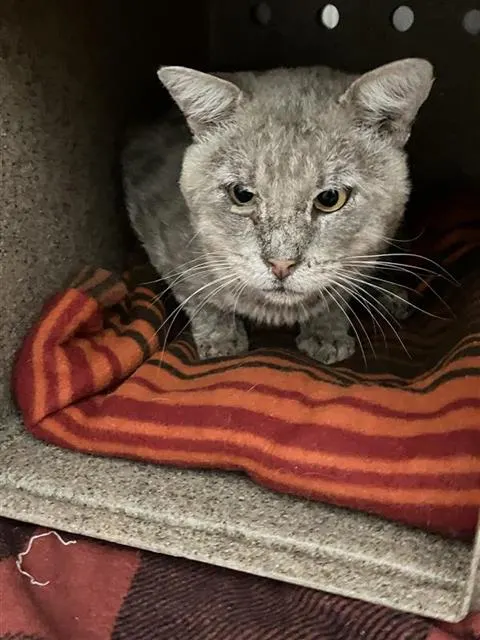 Adoptable Cat