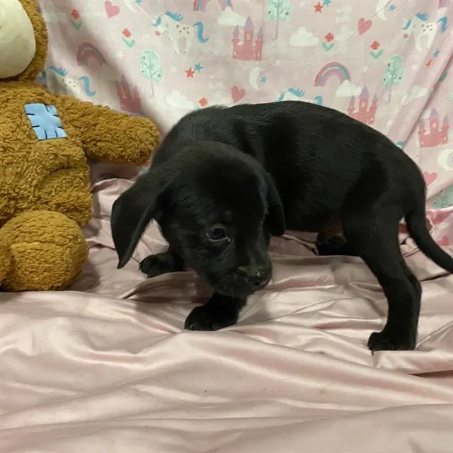 *Onyx