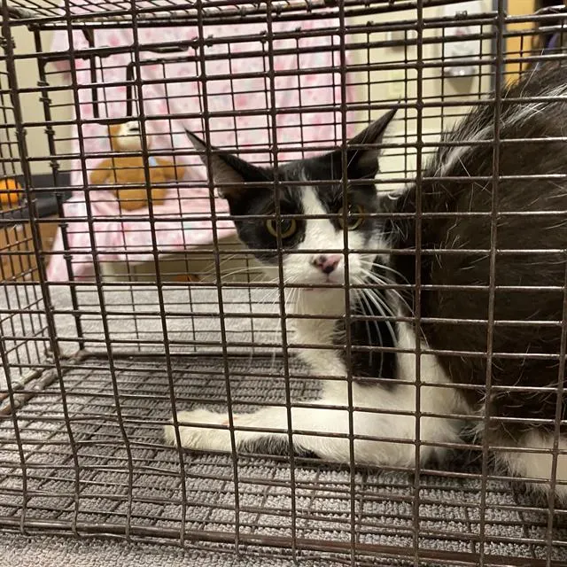Adoptable Cat