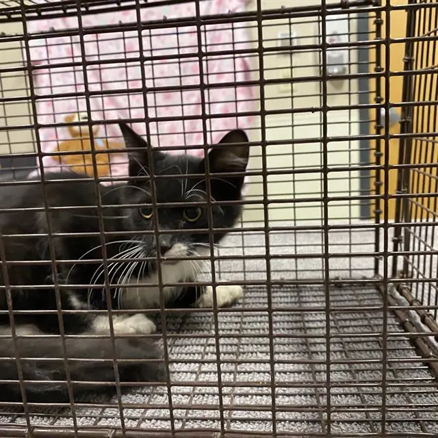 Adoptable Cat
