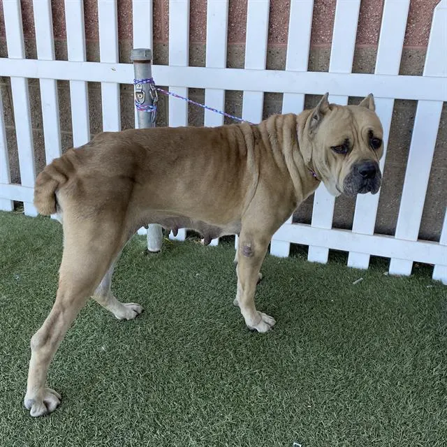 Adoptable Dog