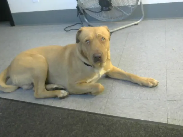 Gus