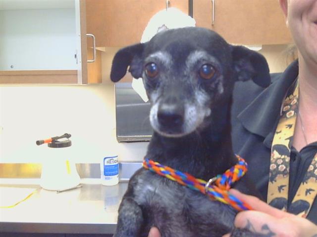 Adoptable Dog