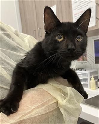 Adoptable Cat