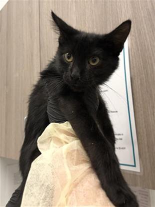 Adoptable Cat