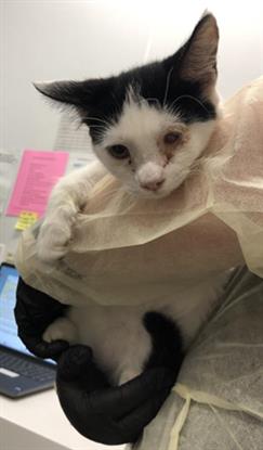 Adoptable Cat