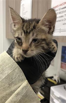Adoptable Cat