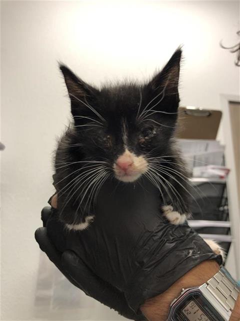 Adoptable Cat