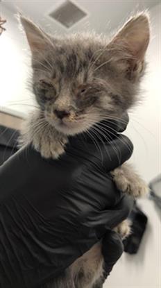 Adoptable Cat