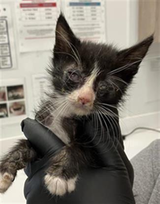 Adoptable Cat