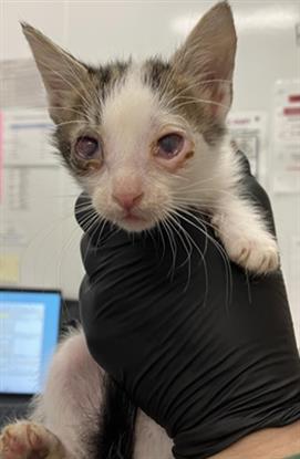 Adoptable Cat