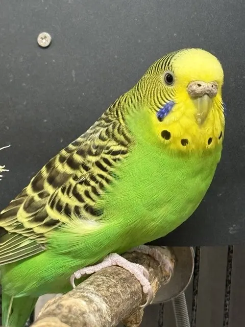 Drama