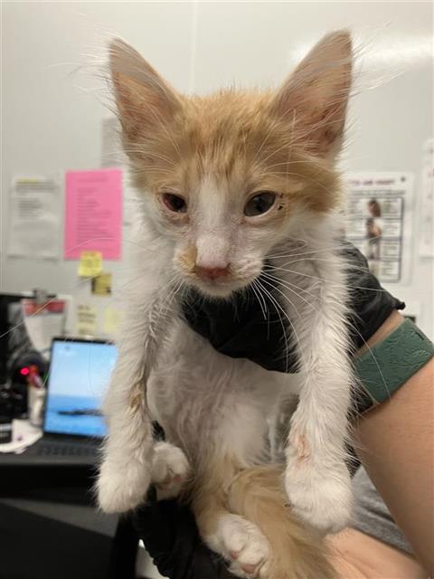 Adoptable Cat