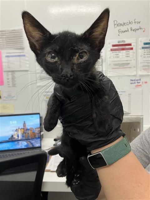 Adoptable Cat