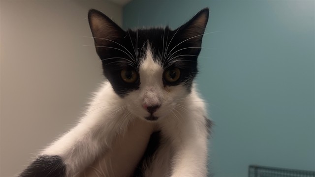 Adoptable Cat