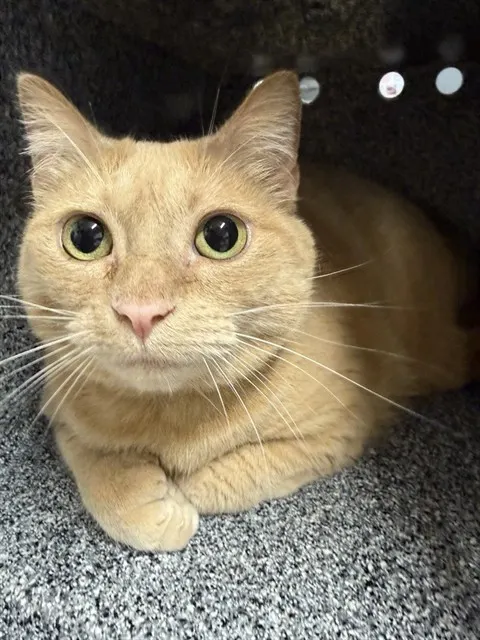Zelda
