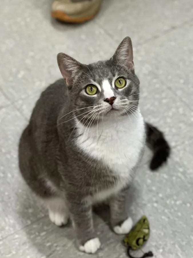 Leo