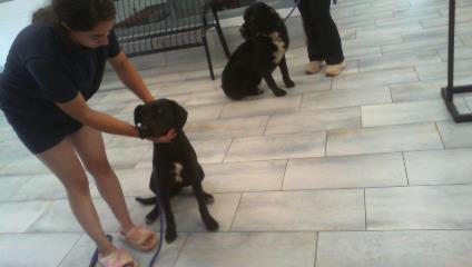 Adoptable Dog