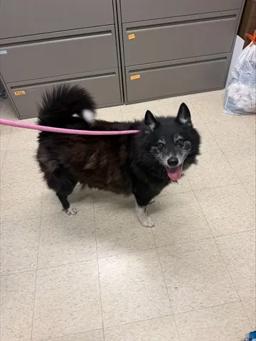 Dakota