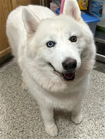Duke