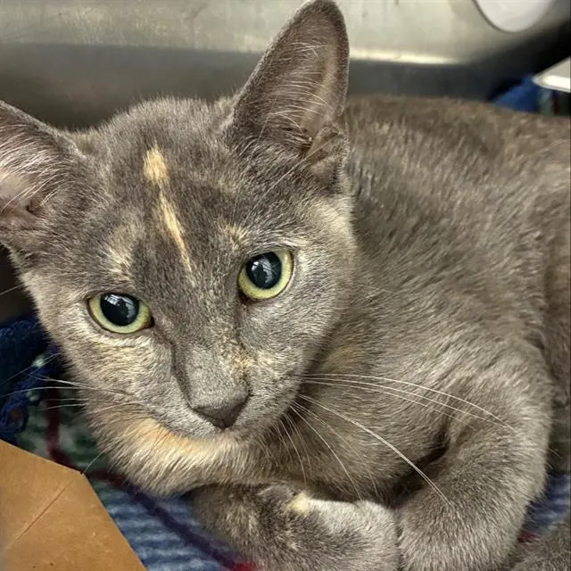 Purrfessor Meowlina