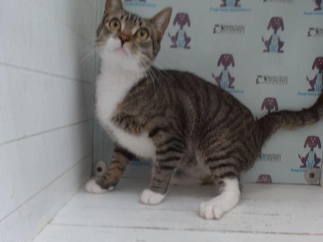 Adoptable Cat