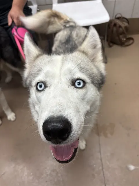 Alani