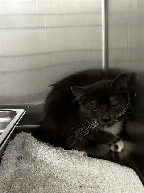 Adoptable Cat