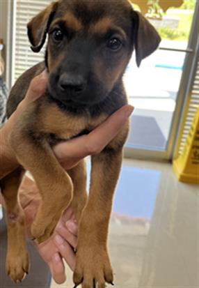 Adoptable Dog