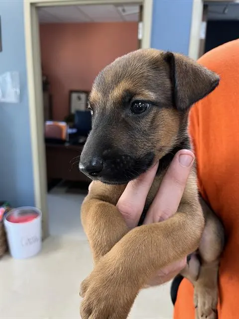 Adoptable Dog