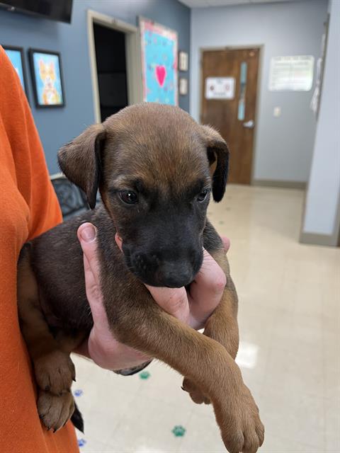 Adoptable Dog