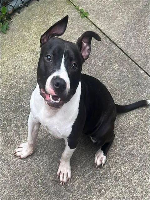 Delilah